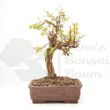 BONSAI Fingerstrauch Weiß