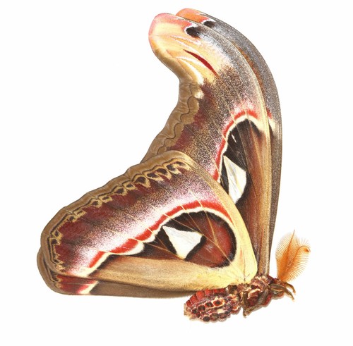 Lepidoptera saturniidae - lepidoptera,,