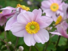 Staude Herbst Anemone japonica