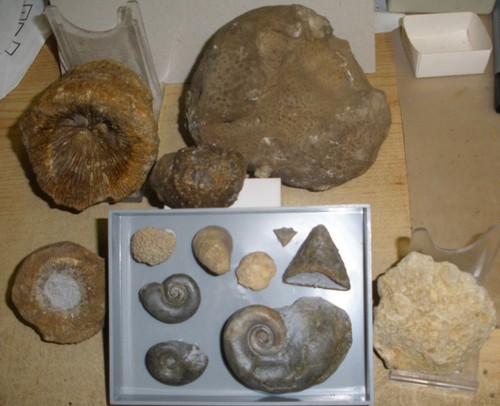 Fossilien sammlung devon - fossilien,