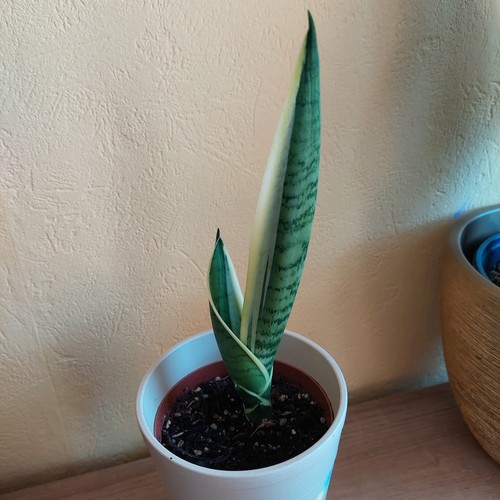 Sansevieria silver star - "silver, star"