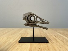 Archaeopteryx Skull - Fossil