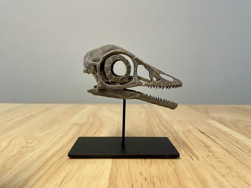 Archaeopteryx skull fossil - archaeopteryx,