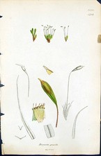 Antiker Druck Bryum Gracile