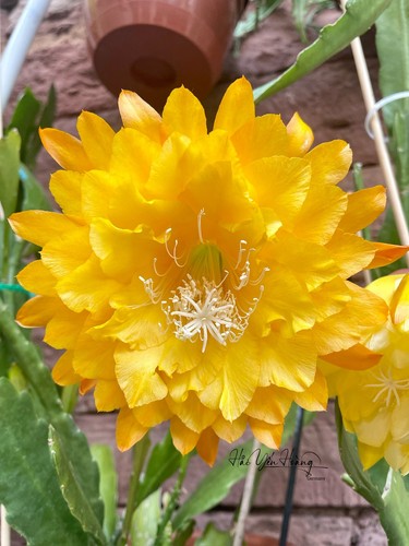 Epipyllum blattkaktus - epipyllum,