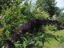 Sommerflieder / Schmetterlingsflieder Empire Blue - blauviolett -  Co.3 L