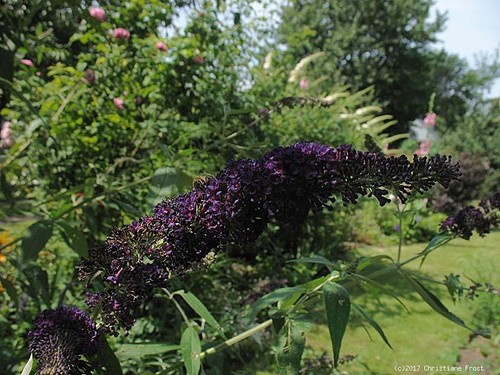 Sommerflieder - , /