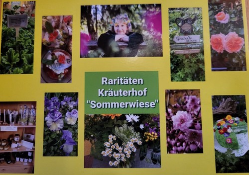 Rettich bunte mischung - bunte,