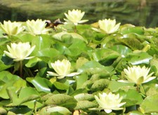 Seerose gelb Zwergseerose für