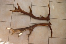 Abwurfstangen Geweihstangen Hirschhorn Hirschgeweih Geweih Horndekoration Passer