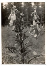 Silbergelatine Foto Fingerhut