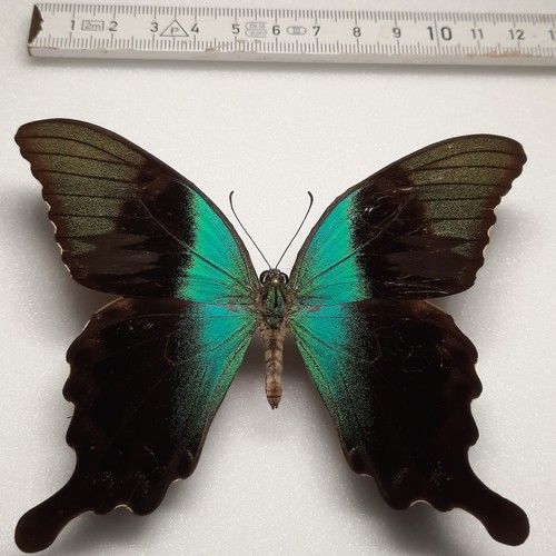 Papilio peranthus männchen - papilio,