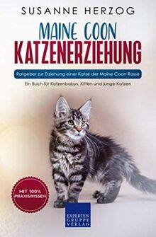 Maine coon katzenerziehung - coon,