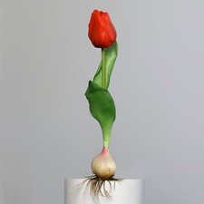 Künstliche tulpe mit - künstliche, zwiebel