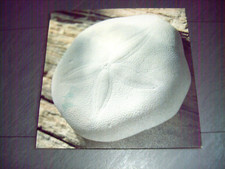 TOP  Leinwandbild    Strandkiesel     farbig  40 x 40 cm  auf Holzrahmen  TOP