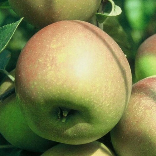 Rote goldparmäne apfelbaum - goldparmäne,