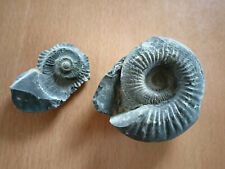 ** Ammonit versteinerte