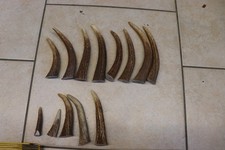 Hirschenden Geweih Hirschhorn