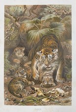 Original graphic fauna tiger - original,