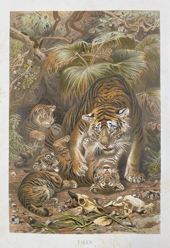Originalgrafik fauna tiger - fauna:,