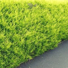 Gelbe Zypresse Chamaecyparis