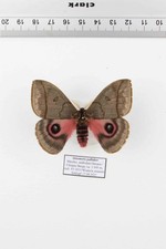 Schmetterling Entomologie