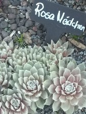 2x Kindel Sempervivum * Rosa