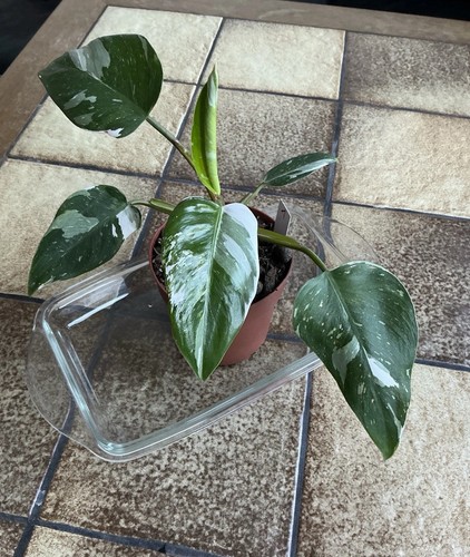Philodendron white princess - white,