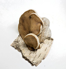 Großer Zunderschwamm Baum Pilz Natur Deko Wald Pilz Pilzschmuck Birkenrinde