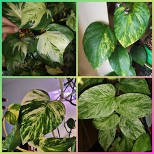 Epipremnum Ableger verschiedene Sorten zur Auswahl