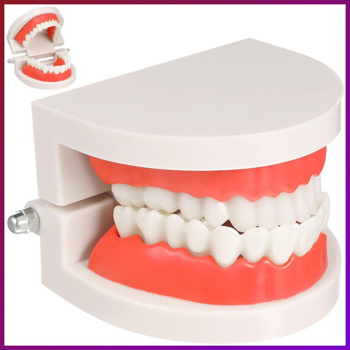 Zahnmodell anatomisch pvc - zahnmodell,