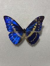 Entomologie*Morpho