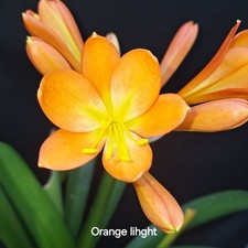 6 CLIVIA SAMEN ERNTE 2025 , ORANGE LIGHT" X SELF