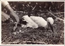 E 1016 Ostpreussen Vogelwarte Rossitten Kurische Nehrung Storch
