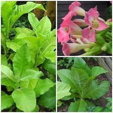 Burley Tabaksamen Samen Saatgut Kombi-Packet 3