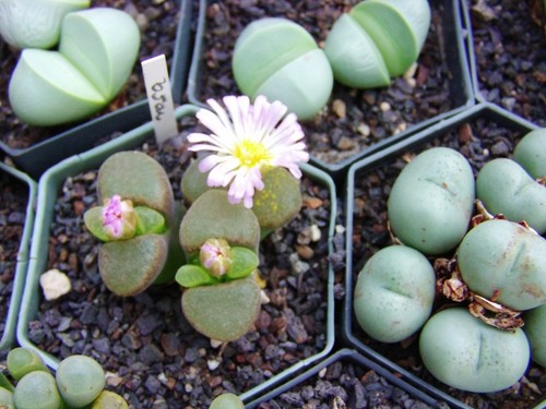 Ophthalmophyllum lebender - ophthalmophyllum,