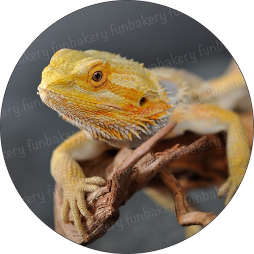 Bartagame eßbar