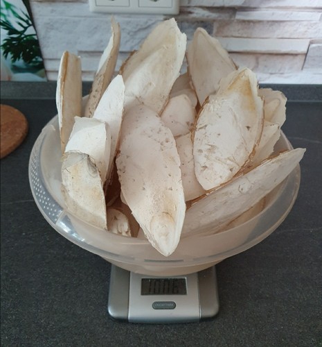Sepiaschale 1kg für
