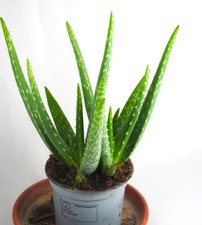Echte Aloe Vera,medizinisch,ca.30-35cm, sehr üppige Pflanzen im 12er Topf