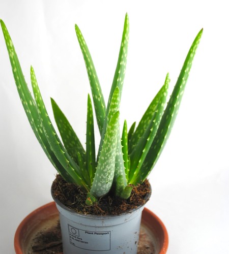 Echte aloe - echte,
