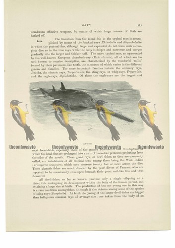 Sägefisch