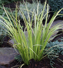 Moskitogras Ogon - Acorus gramineus