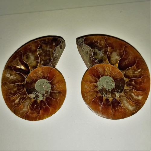 Cleoniceras ammonit ammoniten - cleoniceras,