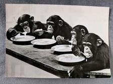 AK Zoo Leipzig Schimpansen Kinder 1967