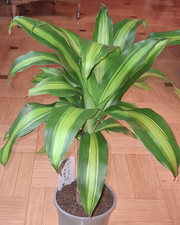 Dracaena fragrans-Duftender Drachenbaum- Massangeana