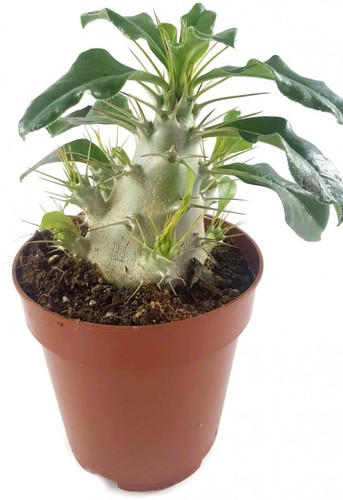 Pachypodium saundersii - ,