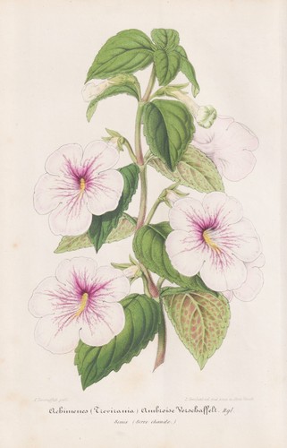 Achimenes schiefteller widow - achimenes, widow's
