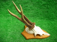 abnormer 6er Rehbock