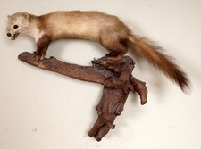 Schöner Steinmarder Beech