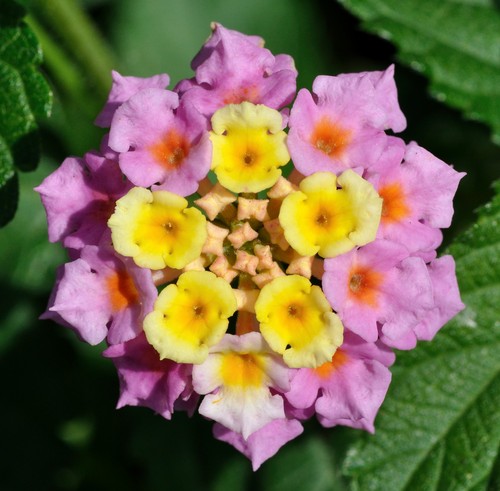 Super blumen samen blüten - super,